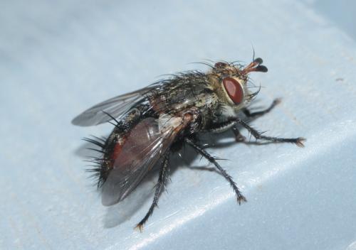 Peleteria iavana